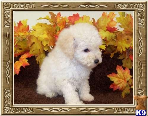 Poodle Puppies in FL